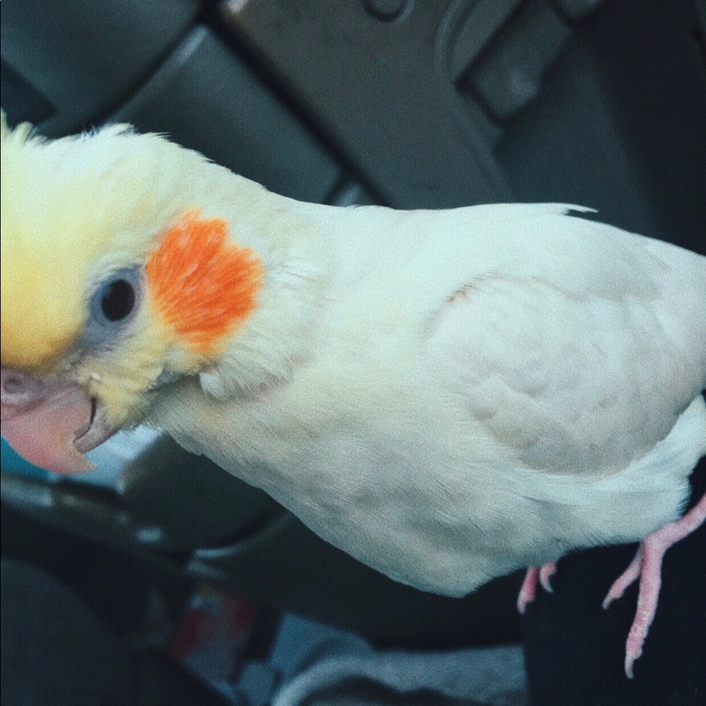 Meet your Posher, Geneva